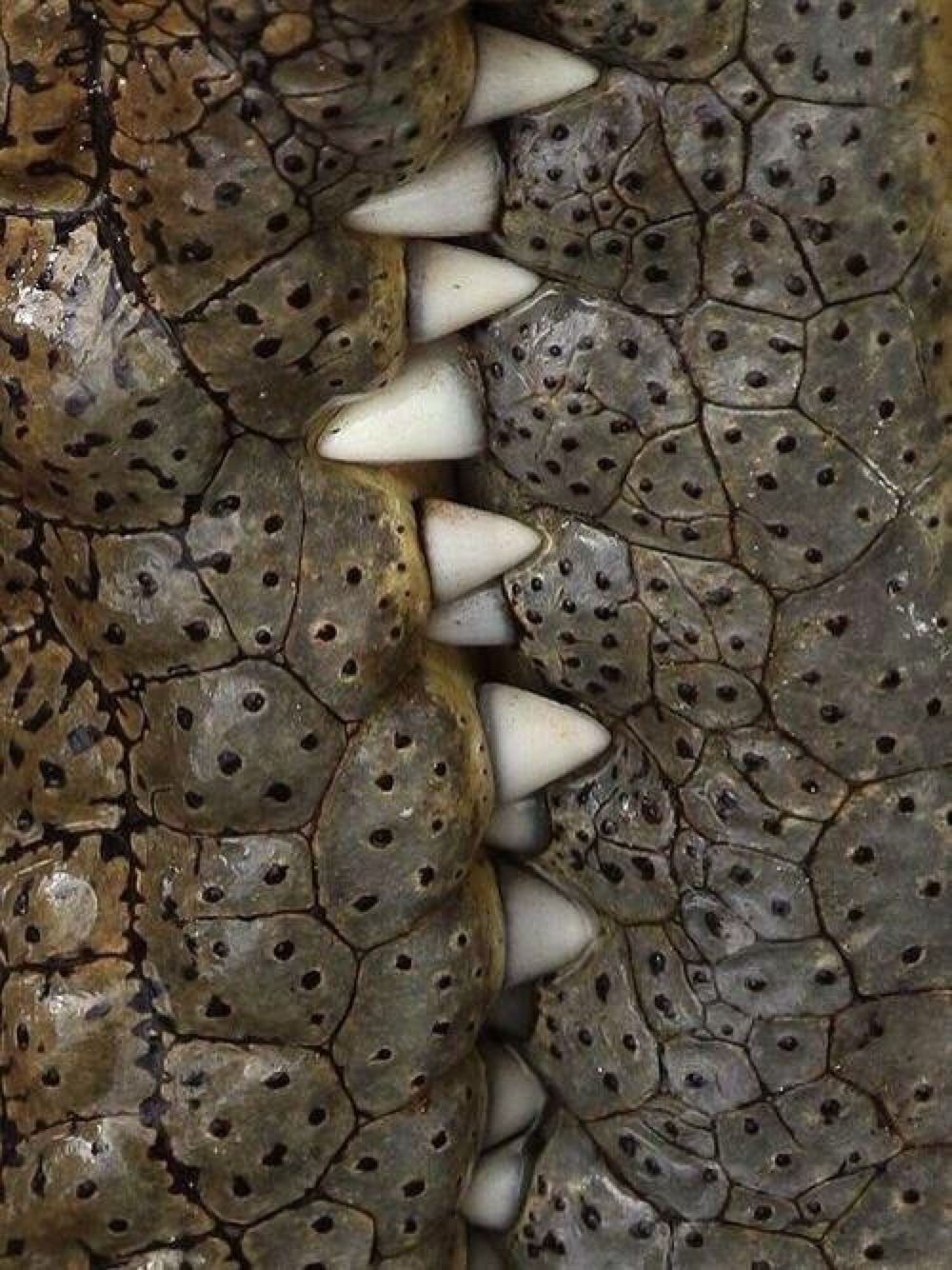TheAssemblage