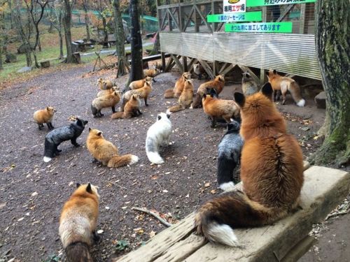 tacocore-: youkoofthelovespot: Went to the fox village again today! They’re a lot fluffier tha