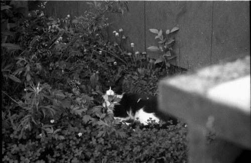 b&w photo of a yawning cat laying in grass