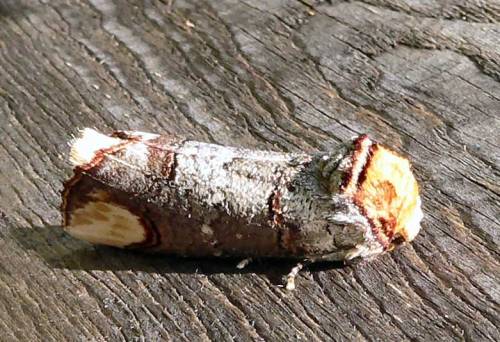 sixpenceee: The buff-tip moth is a medium-sized moth that is on the wing at night from June to July.