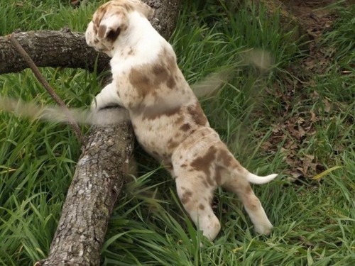 handsomedogs:The newest addition to the family. Her name is Tilly and she is a Alapaha Blue Blood