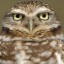 owlbertseinstein