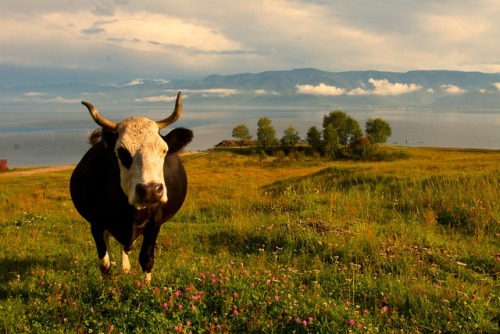 Eastern Sayan Mountains:A cow near Lake Baikal.Arshan Pass on the Tunka Range.North side of the Arsh