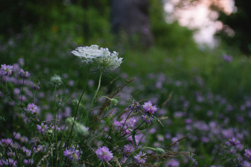 rabbitinthemeadow:Queen Anne's Lace and PeaflowersBase of Mt. Greylock, MA