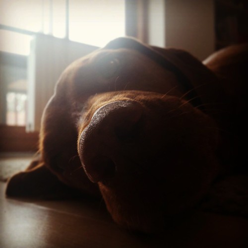 hajohinta:  Mese,#hund ,#dog ,#Vizsla ,#magyar vizsla,#kutya