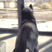 a-hiatus-blog:  wowsla:  My GTAV adventures while playing as a dog  Oh god I need