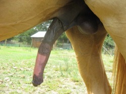 iwantblackdick:  bigandlong:  Need I say