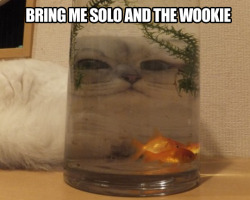 srsfunny:  Jabba the cat…http://srsfunny.tumblr.com/