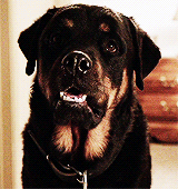 hoechloin:  teen wolf + cute puppies 