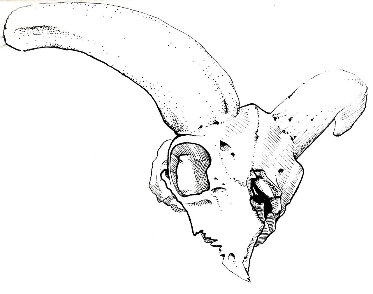 animal skull