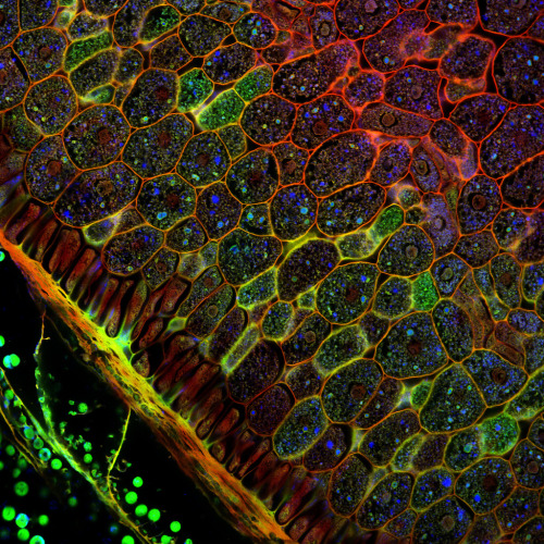 natureofnature:Confocal microscopy of plant tissues