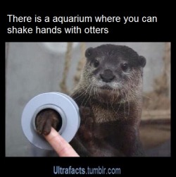 starhunter1975:  someotaku257:  ultrafacts:  Source For more posts like this, follow Ultrafacts  I must go there  Did you know they pee on their hands/feet to mark their territory.You may want to rethink how cute this is. :-)   Awesome