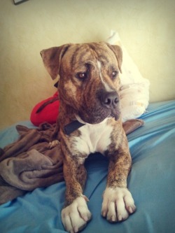 handsomedogs:   two years old american staffordshire MY HANDSOME BABY!   