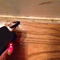 baddiebey:  baddiebey:  me: I HATE THESE FKN ROACHES GET OUT U DONT PAY NO BILLS  the roach: ok but U dont pay none either hoe me:  me five secs later:     