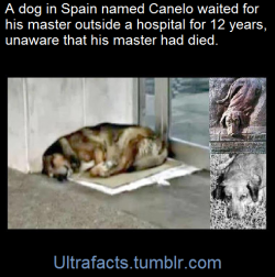 ultrafacts:     Cadiz is in the southern part of Spain and in the late 1980’s there lived a man who had a dog named Canelo. On the surface, Canelo looked like just an average dog of the area - nothing unique stood out about him from his appearance.