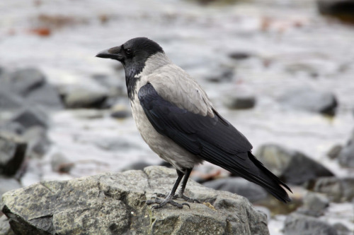 Hooded Crow (Corvus cornix) &gt;&gt;by Margaret the Novice