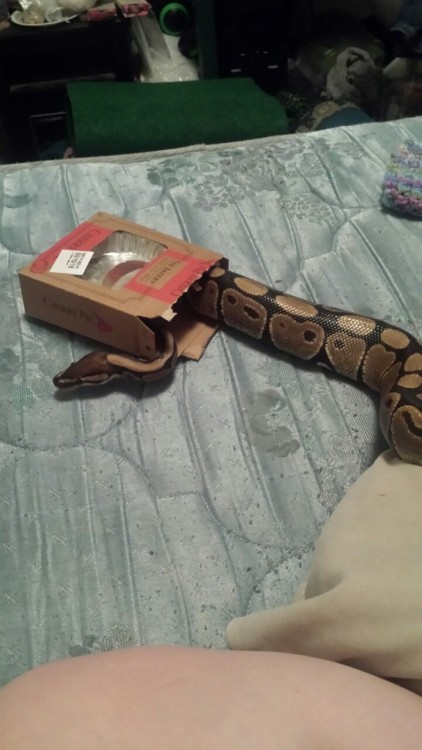 stupidnovice:I think Kaa might actually be a cat.