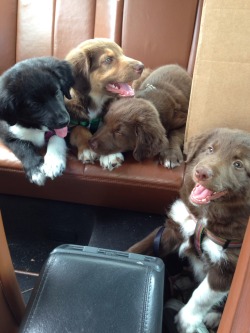 voice-s:  charlavail:  Pups get their second