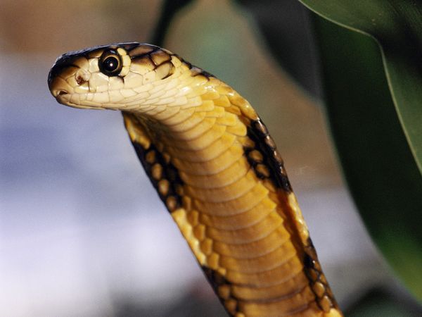 brightestofcentaurus:  King Cobra King Cobras are found in the plains and rainforest