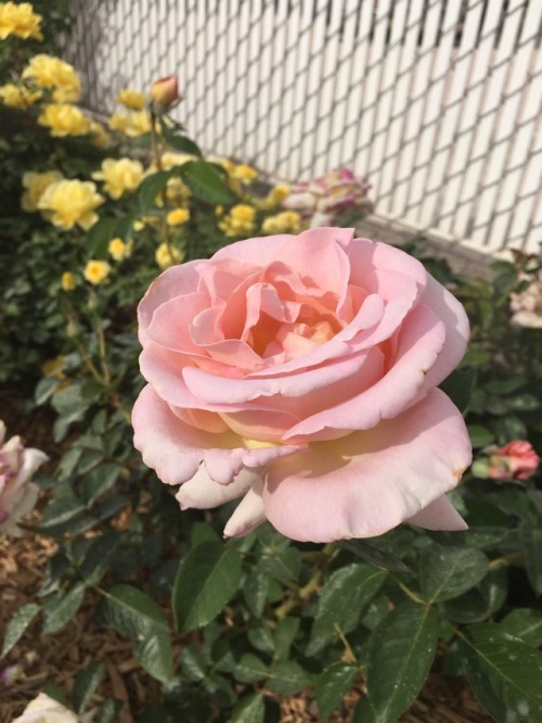 venus-borne:This was a nice day