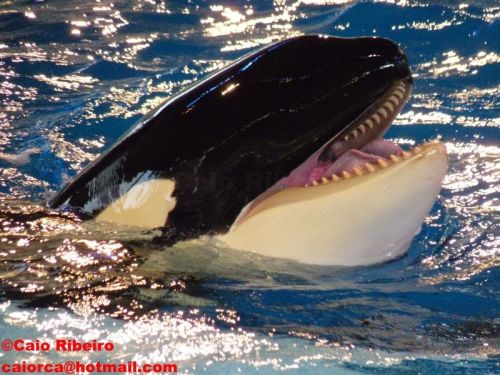 Gender: FemalePod: N/APlace of Capture: Born at SeaWorld of TexasDate of Capture: Born January 7, 20