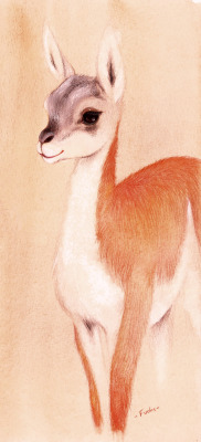 fuchs4chan:  do you read minds, ecmajor? anyway made a quick aquarell of a guanaco. these damn fireworks everywhere are way too annoying to draw anything big  Oh my, what a pretty creature &lt;3 That fur looks SO soft&hellip; 