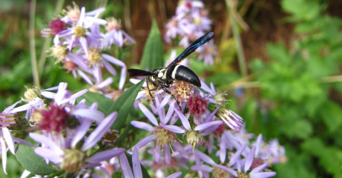 plantyhamchuk:Monobia quadridens - one of our native pollinators. A solitary, nonaggressive wasp it 