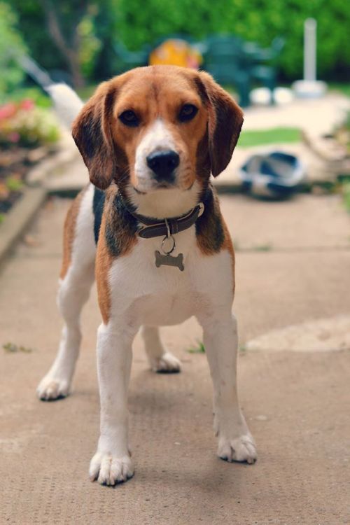 handsomedogs:  http://bobibeagle.tumblr.com/
