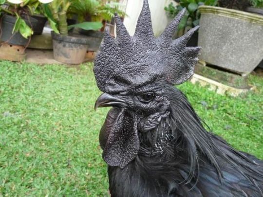gaymilesedgeworth:  lobstronomousskeleton:  gaymilesedgeworth:  gaymilesedgeworth:  i love that one really expensive goth chicken breed  seriously goth chickens  are you kidding? Look at that stare Death Metal Chickens  they’re goth chickens and i’ve