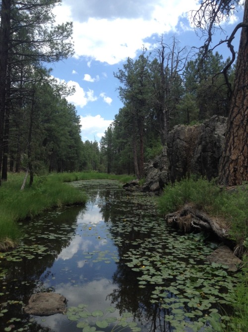 brittanyeburgard:Nuphar polysepala or Rocky Mtn pond-lily of the Nymphaeaceae family flowering in th