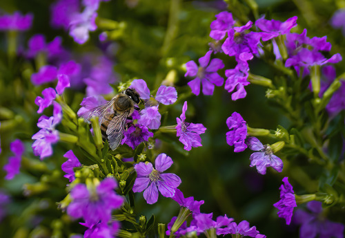 Friday Flowers by Sonny Carter is licensed under a Creative Commons Attribution-NonCommercial-NoDeri