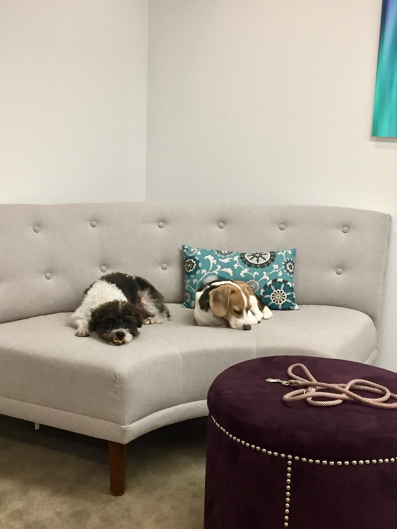 EVERY day is bring your dog to work day at SilverChair Partners