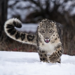 beautiful-wildlife:  Tail Curl by Paul Sangeorzan