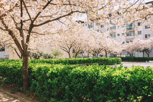 2022-04-17Spring, Cherry BlossomCanon EOS R3 + RF15-35mm f2.8L ISCanon EOS R6 + RF50mm f1.2LInstagra