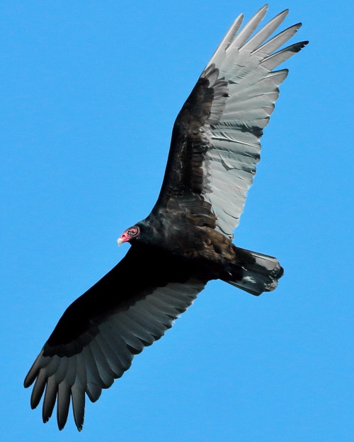 A vulture coming in for a look.