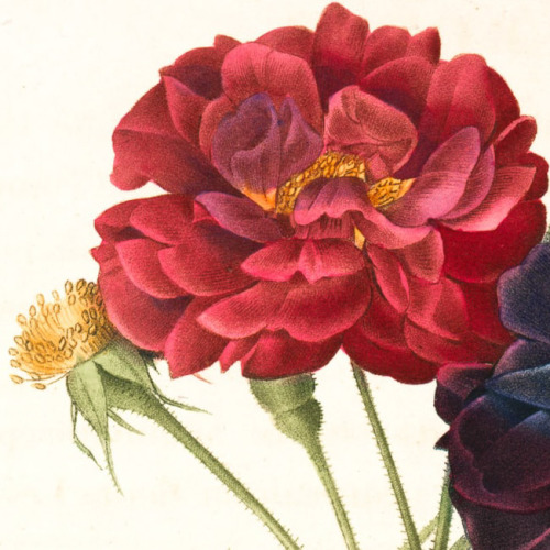 florealegiardini: Rosa Gallica Purpurea Velutina, Parva Rosier de France (detail), Pierre Joseph Red