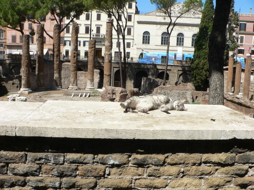 hemingwhale:A cat napping in front of the spot where Caesar was killed on the Ides of March in 44bce