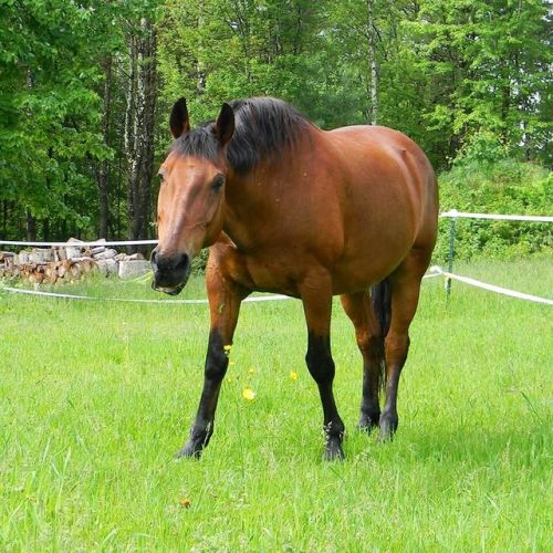 RIP Brando. Big love, chunky Mustang with draft somewhere in the genetics. I rode this horse every d