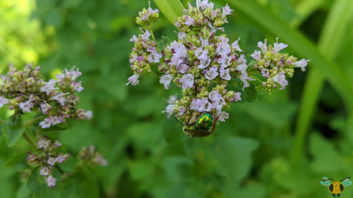 Silky-Striped Sweat Bee - Agapostemon sericeusAs promised on Tuesday when the Bicolored Sweat Bee wa