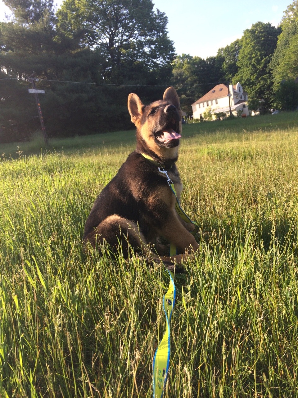 sunraysparkles:watchin the sunset w pup
