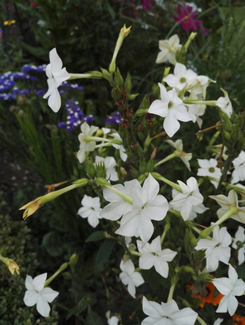 Purple and white flowers are so beautiful together.Tumblr | Instagram | Etsy Shop