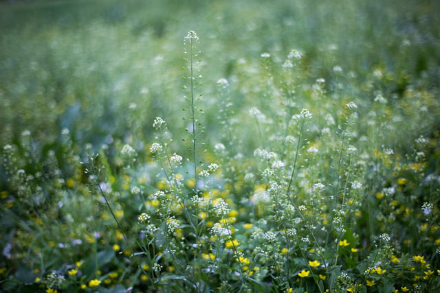 bonjour-ka:  sem título by rosemary* on Flickr.