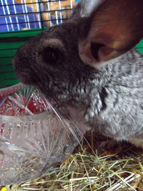 zcvran:  so heres my new baby chinchilla, felix or fili, by me also called chinchilla number two, the Worm or winnie the pooh. four months old. :’) 