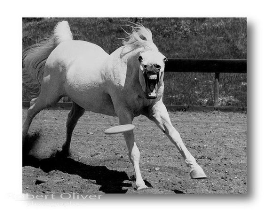 sufficientlylargen: threefeline:  ya’ll i am fucking sobbing at these photos of a horse catching a frisbee  valid to eat frisbees  I try not to have too much disc horse on my dash, but I guess this is ok. 