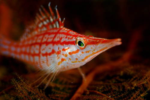theoceaniswonderful:Hawkfish - Borneo, Malaysia by cedric_g