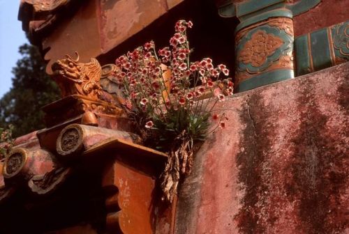 dolm: China. Beijing. 1999. Forbidden palace. Stuart Franklin.