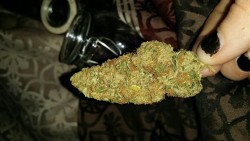 ghosttokes:  i wish i could remember the name of this bud..