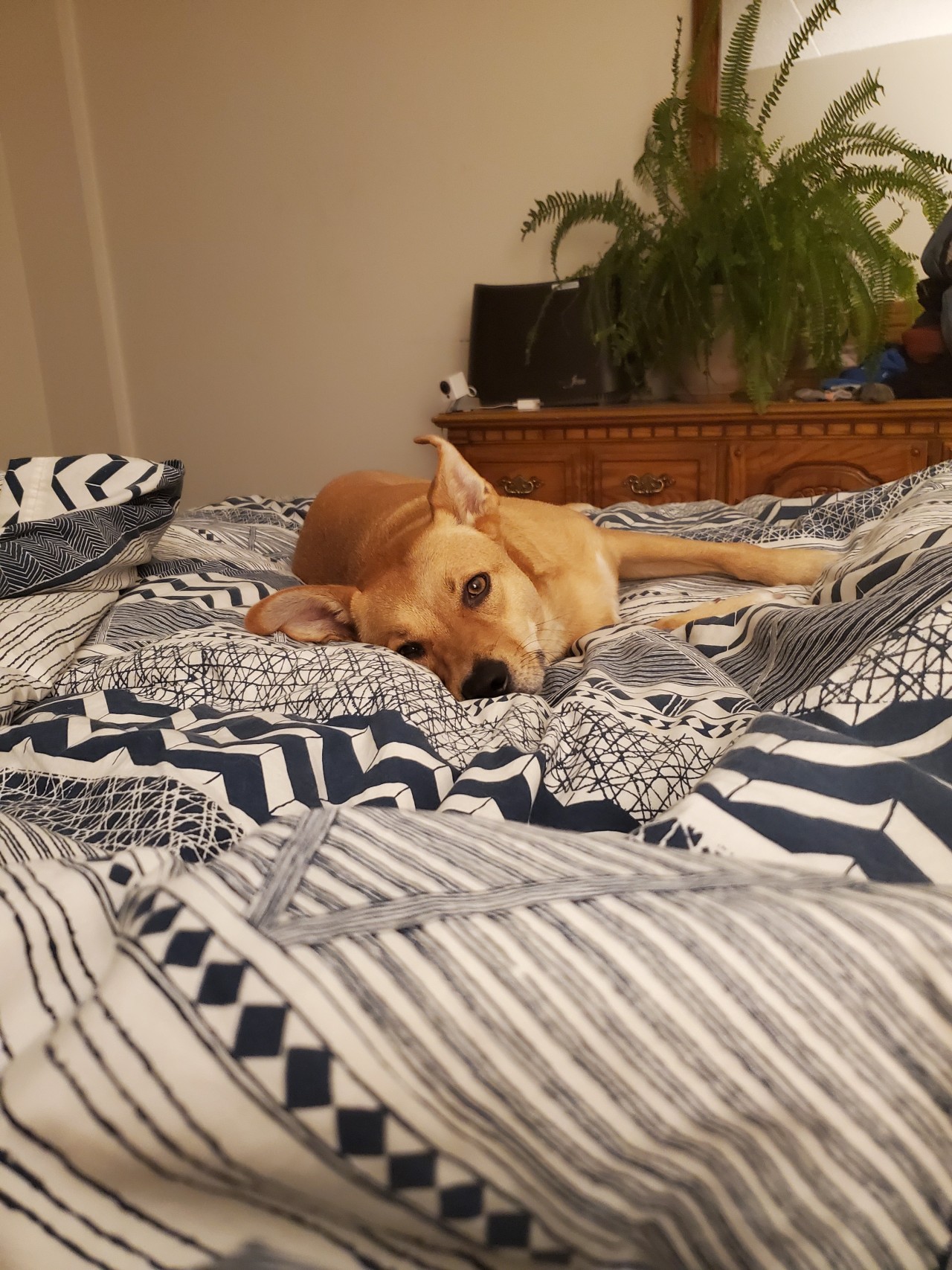 just-a-little-belle:“It’s bedtime why are we not in bed and asleep”