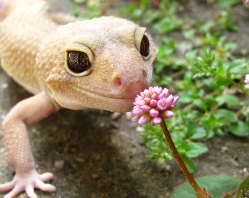 ftcreature:  I’ve realized that leopard geckos look like Disney characters.
