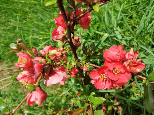 Love these little Japanese Quinces. If only they’d grow faster.
